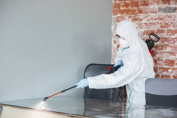 Reliable Paulina, LA Mold Removal & Remediation Solutions